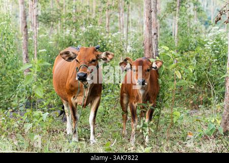 Una mucca e il suo vitello in piedi insieme in una foresta verde nell'Indonesia rurale. Foto Stock