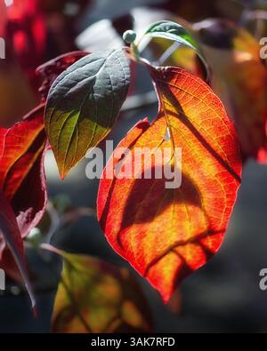 La luce del sole filtra attraverso un gruppo di foglie autunnali, proiettando ombre a strati e evidenziandone la consistenza, la forma e il colore intenso stagionale. Foto Stock