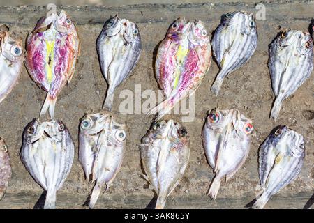 Il pesce viene essiccato sotto il sole a Iloilo, nelle Filippine, come parte dei metodi tradizionali di conservazione prima di essere venduto ai mercati locali Foto Stock