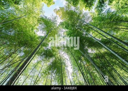 Arashiyama, lussureggiante boschetto di bambù verde, la luce della foresta risplende al mattino a Kyoto, Giappone Foto Stock