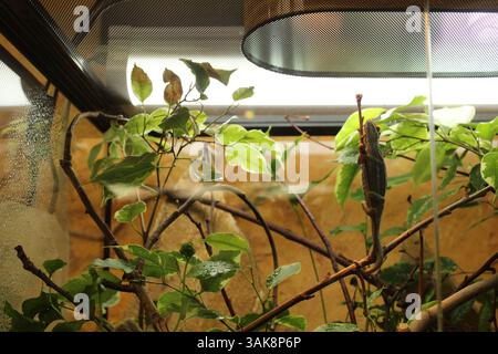 Furcifer pardalis camaleonte seduto su un ramo in un terrario. Foto Stock