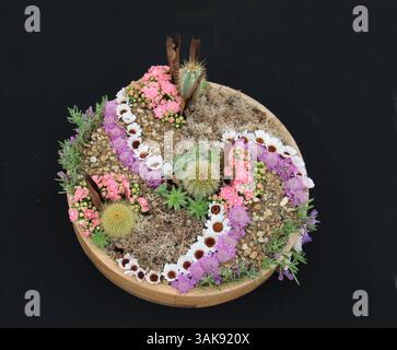 Una disposizione di piante alpine in un vaso di pietra rotondo. Foto Stock