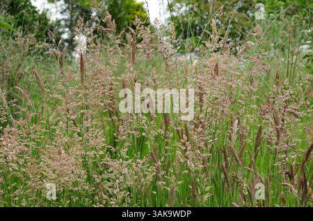 Nebbia dello Yorkshire Erba in fiore. Foto Stock