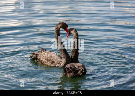 10 gennaio 2015 - Orlando, Florida, Stati Uniti d'America - due cigni neri australiani corteggiano il loro rituale di accoppiamento sul lago Eola a Orlando, Florida. (Immagine di credito: © Richard Ellis via ZUMA Wire) Foto Stock