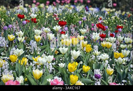 Giardino fiorito. Fiori colorati Keukenhof. Lisse Paesi Bassi. Giacinti fiori con tulipani nei letti del Keukenhof di Lisse, Paesi Bassi. Foto Stock