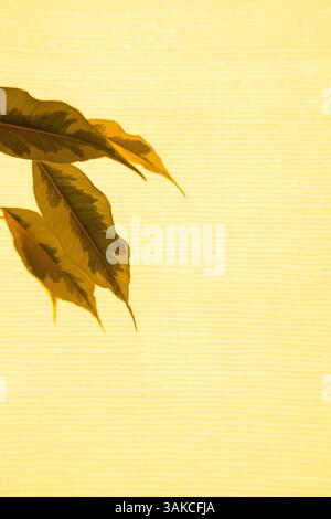 Un ramo d'albero con foglie gialle su sfondo giallo brillante Foto Stock