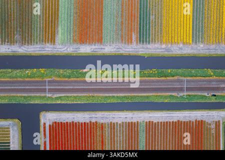 Vista aerea dei colorati tulipani, narcisi e giacimenti di Giacinto in uno schema nei Paesi Bassi in primavera. Foto Stock
