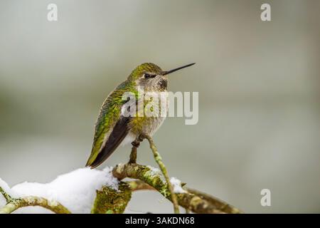Un Hummingbird di Anna (Calypte anna) che svernava troppo, arroccato su un ramo innevato Foto Stock
