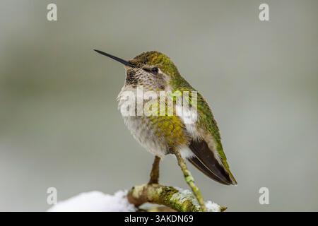 Un Hummingbird di Anna (Calypte anna) che svernava troppo, arroccato su un ramo innevato Foto Stock