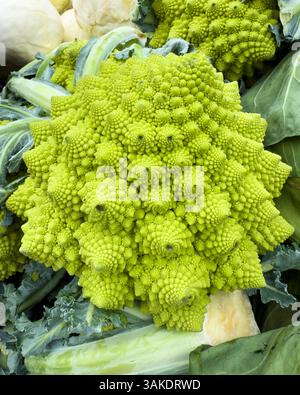 Il broccoli Romanesco al mercato si stalla in primo piano Foto Stock