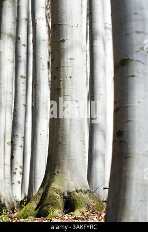 Foresta di faggi. Sfondo naturale. Fagus sylvatica. Albero comune nella repubblica Ceca. Foto Stock
