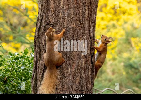 Due scoiattoli rossi su un albero nella foresta Foto Stock