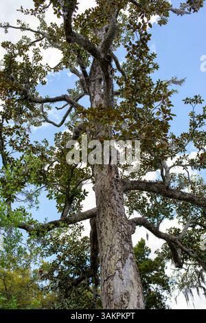 Bonaventure Cemetery, Savannah, Georgia, apparso in Midnight in the Garden of Good and Evil e considerato uno dei cimiteri più belli del mondo. Foto Stock