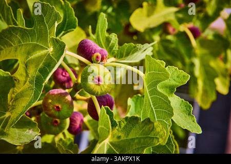 Figure mature e foglie lussureggianti in primo piano alla luce del sole Foto Stock