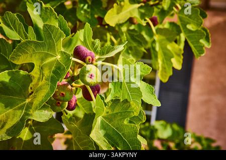 Rigoglioso albero di fichi con primi piani maturi all'ora d'oro Foto Stock