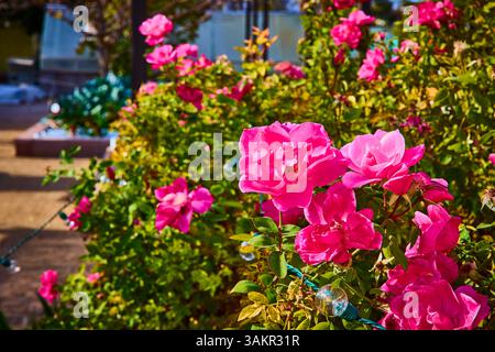 Rose rosa in pieno fiore al Las Vegas Garden Foto Stock