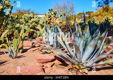 Agave e Cacti a Las Vegas Desert Garden Vista a livello dell'occhio Foto Stock