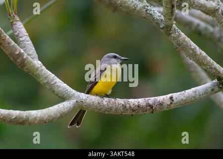 Kingbird tropicale (Tyrannus melancholicus) arroccato su un arto, Finca Tinamu, Manizales, Colombia Foto Stock