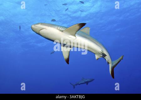 Foto subacquea dello squalo grigio della barriera corallina (Carcharhinus amblyrhynchos) che nuota vicino allo spettatore attraverso il mare blu, i raggi del sole sopra, l'Oceano Indiano, Maldiv Foto Stock