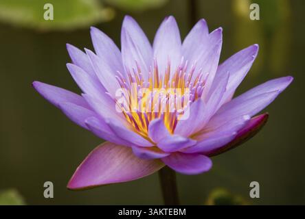 Lilac giglio di acqua in natura Foto Stock