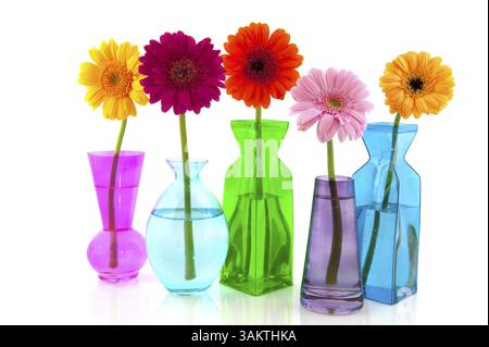 Gerber coloratissimi fiori in vetro vasi moderni Foto Stock