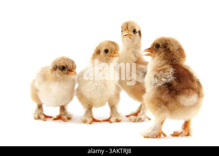 Quattro piccoli pulcini di pasqua isolato su bianco Foto Stock