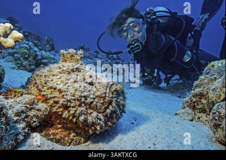 Foto subacquea di un subacqueo che osserva da vicino grandi pesci pietra (Synanceia verrucosa) che giacciono su fondali sabbiosi fondali marini sabbiosi, Mar Rosso Foto Stock