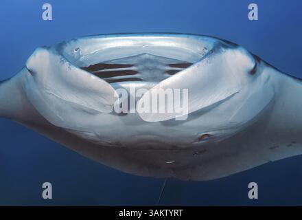 Foto subacquea ritratto della testa primo piano del raggio gigante manta ray (Manta birostris) plancton mangiatore popolare raggio del diavolo guarda direttamente lo spettatore apre la bocca Foto Stock