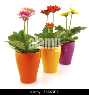 Colorate piante di Gerber in vasi di fiori isolati su bianco Foto Stock