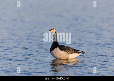 Barnacle Goose Branta leucopsis, adulto in piedi in acqua, Suffolk, Inghilterra, aprile Foto Stock