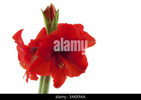 Red Amaryllis con fiori doppi isolato su bianco Foto Stock