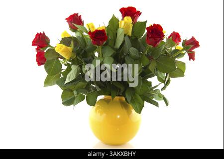 Bouquet di rosso e di giallo le rose in vaso isolato su bianco Foto Stock