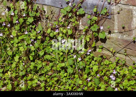 Primo piano della fioritura del toadflax con lievito d'edera (Cymbalaria muralis). Famiglia Plantain (Plantaginaceae). Di fronte a un muro in un giardino olandese. Primavera, aprile, Foto Stock