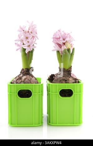 Due giacinti rosa con bulbi di fiori in casse verdi Foto Stock