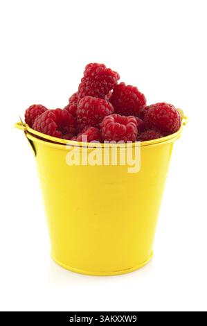 Lamponi freschi nel secchio giallo isolato su bianco Foto Stock