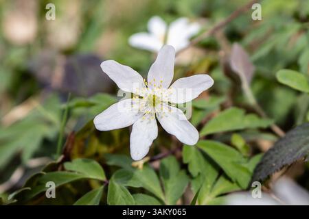 Primo piano di Wood Anemone a Woodland Foto Stock