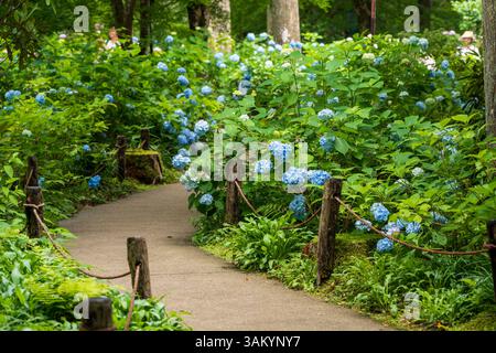 Ortensie colorate al Tempio di Sanzen-in Giardino delle Ortensie, Ohara, Kyoto, Giappone. Foto Stock