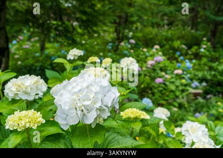 Ortensie colorate al Tempio di Sanzen-in Giardino delle Ortensie, Ohara, Kyoto, Giappone. Foto Stock