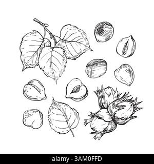 Raccolta di nocciole di illustrazioni vettoriali di inchiostro disegnate a mano. Illustrazione Vettoriale