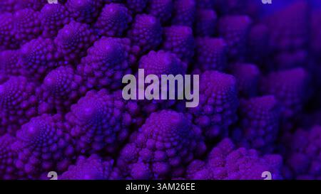 Macro viola di broccoli Romanesco. Bocciolo di cavolfiore. Cibo biologico sano Foto Stock