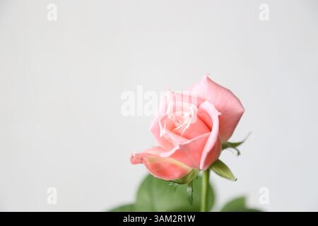 Primo piano di una bellissima rosa su sfondo grigio Foto Stock