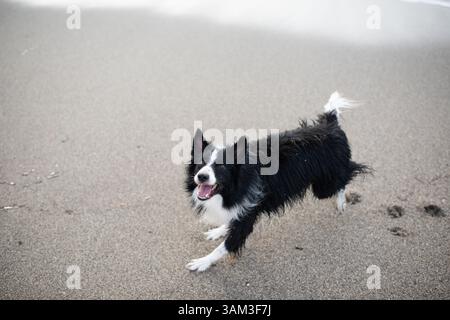 Collie di confine che gioca nella sabbia Foto Stock