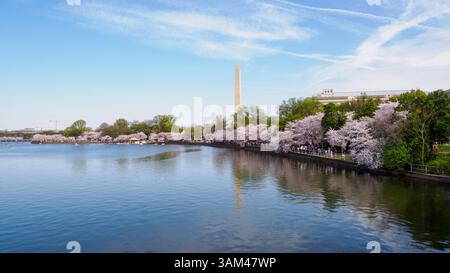 I ciliegi fioriscono lungo Tidal Basin, Washington DC Foto Stock