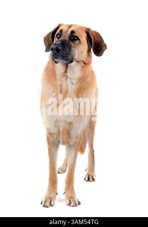 Mastino spagnolo davanti a sfondo bianco Foto Stock