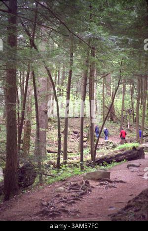 29 novembre 2004 - Stati Uniti - KRT TRAVEL STORY SLUGGED: UST-GREATSMOKY KRT FOTOGRAFIA DI BOB DOWNING/AKRON BEACON JOURNAL (20 dicembre) escursionisti esplorano il Trillium Gap Trail nel Great Smoky Mountains National Park in Tennessee. (cdm) 2004 (immagine di credito: © Akron Beacon Journal/mct/ZUMAPRESS.com) Foto Stock