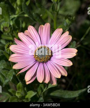 Osteospermum African Daisy Flowers Foto Stock