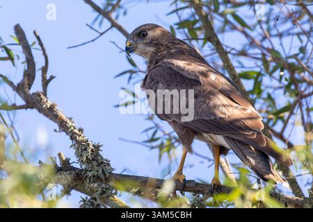 Steppe Buzzard o Buzzard comune (Buteo buteo vulpinus) arroccato su un albero nel bosco a foglia ampia Swellendam, Capo Occidentale, Sudafrica Foto Stock