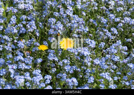 Primo piano di leoni solitari circondati da "Forget-me-nots" (Myosotis sylvatica) nel Giardino olandese, Holland Park, Kensington, Londra, Inghilterra, REGNO UNITO Foto Stock