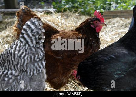 19 marzo 2005 - Stati Uniti - NO MAGS, NO SALES --KRT LIFESTYLE STORY SLUGGED: HOME-CHICKENS KRT PHOTOGRAPH DI NATALIE CAUDILL/DALLAS MORNING NEWS (22 aprile) G.W. Winborn's East Dallas Brood, che si riferisce affettuosamente come '' The Ladies'' includono Jasmine, un Barrel Plymouth Rock nero e bianco; Shalimar, un Rhode Island Red, e Shinaynay, un nero nero nero nero nero nero nero nero. (jt) 2005 (immagine di credito: © Natalie Caudill/mct/ZUMAPRESS.com) Foto Stock