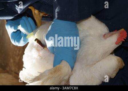 1 marzo 2006 - Stati Uniti - Bret Rings, un veterinario senior per Tyson Foods, preleva un campione di sangue da un pollo vivo in un allevamento di pollame vicino a Springdale, Arkansas. Tali campioni sono successivamente inviati a un laboratorio di Tyson dove vengono analizzati per rilevare la presenza dell'influenza aviaria. Lo scorso autunno Tyson Foods ha ampliato i test dell'influenza aviaria in azienda per includere tutti i suoi branchi. L'azienda sta attualmente conducendo circa 15.000 test a settimana, che è cinque volte il numero che stava conducendo un anno fa. (Jeff Peak/Tysons Food/KRT) (immagine di credito: © Jeff Peak/mct/ZUMAPRESS.com) Foto Stock
